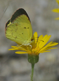 Little Yellow